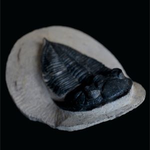 Odontochile sp_Maroko